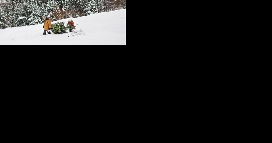 Helena-Lewis and Clark National Forest providing Christmas tree permits - Vimarsana News
