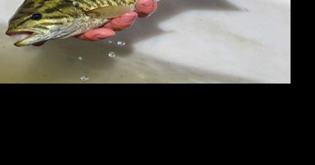 Invasive threat: Smallmouth bass caught near Yellowstone border - Vimarsana News