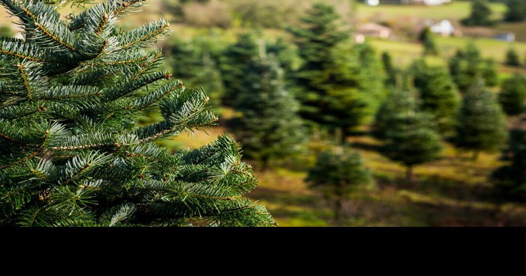 States that produce the most Christmas trees