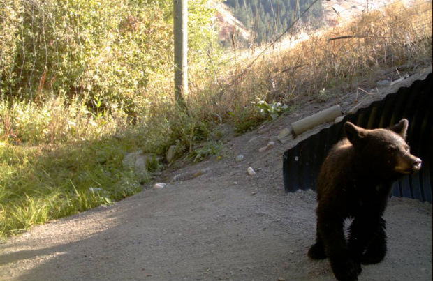 Research On Highway 93 Wildlife Crossings Nearly Complete | Montana ...