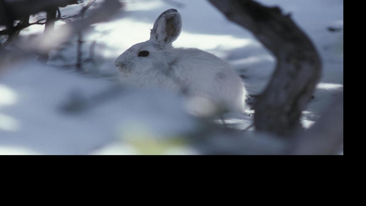 Snowshoe Hare Lepus Americanus Outdoors Helenair Com