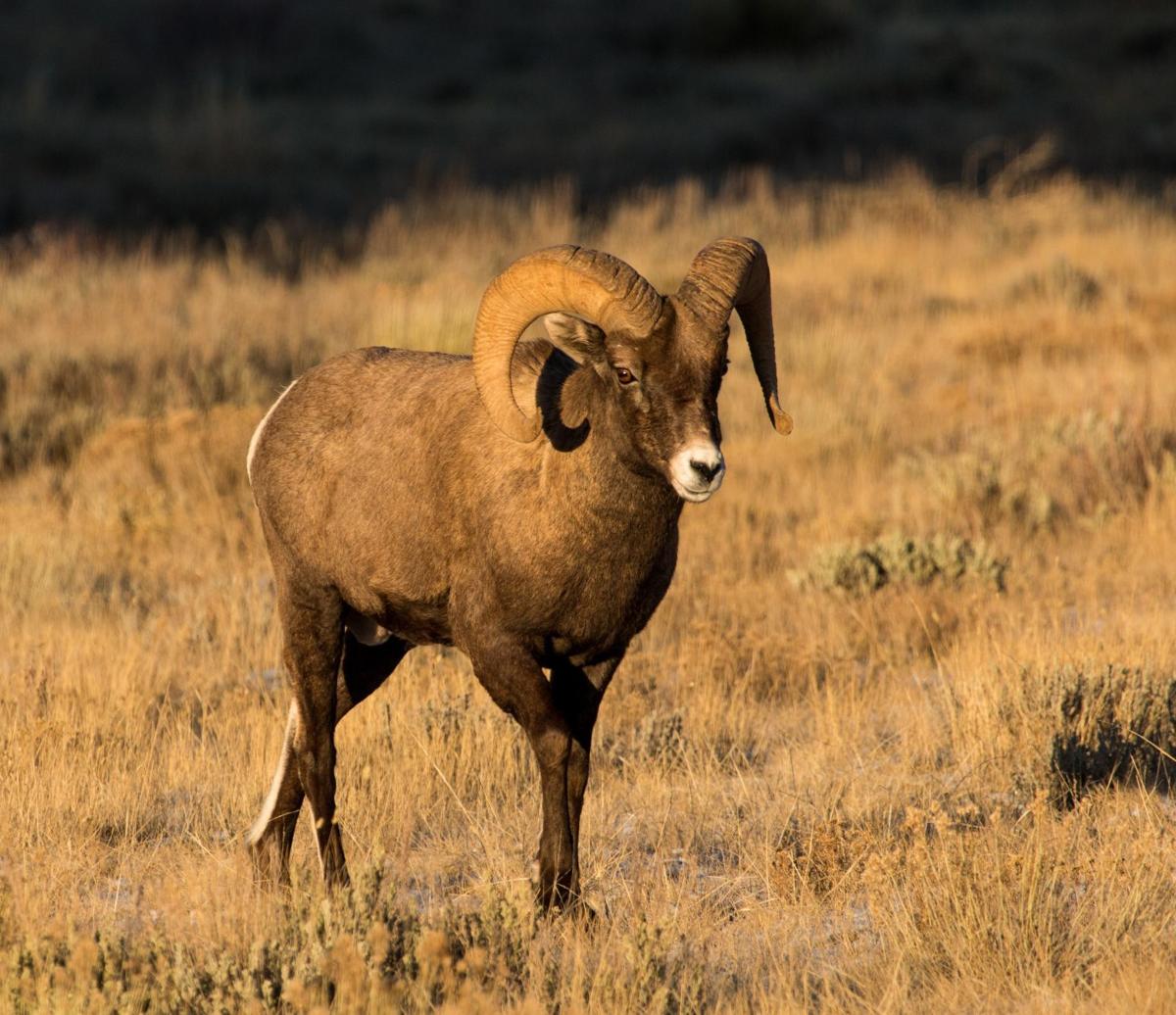 Bighorn ram