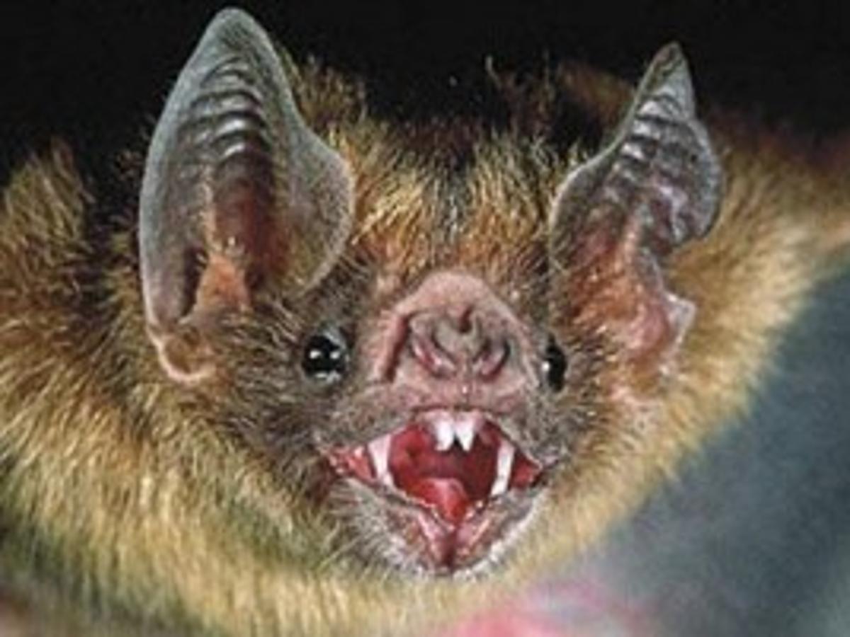 Outdoor Classroom Are Vampire Bats Really That Scary Outdoors Helenair Com Outdoor Classroom Are Vampire Bats Really That Scary Outdoors Helenair Com