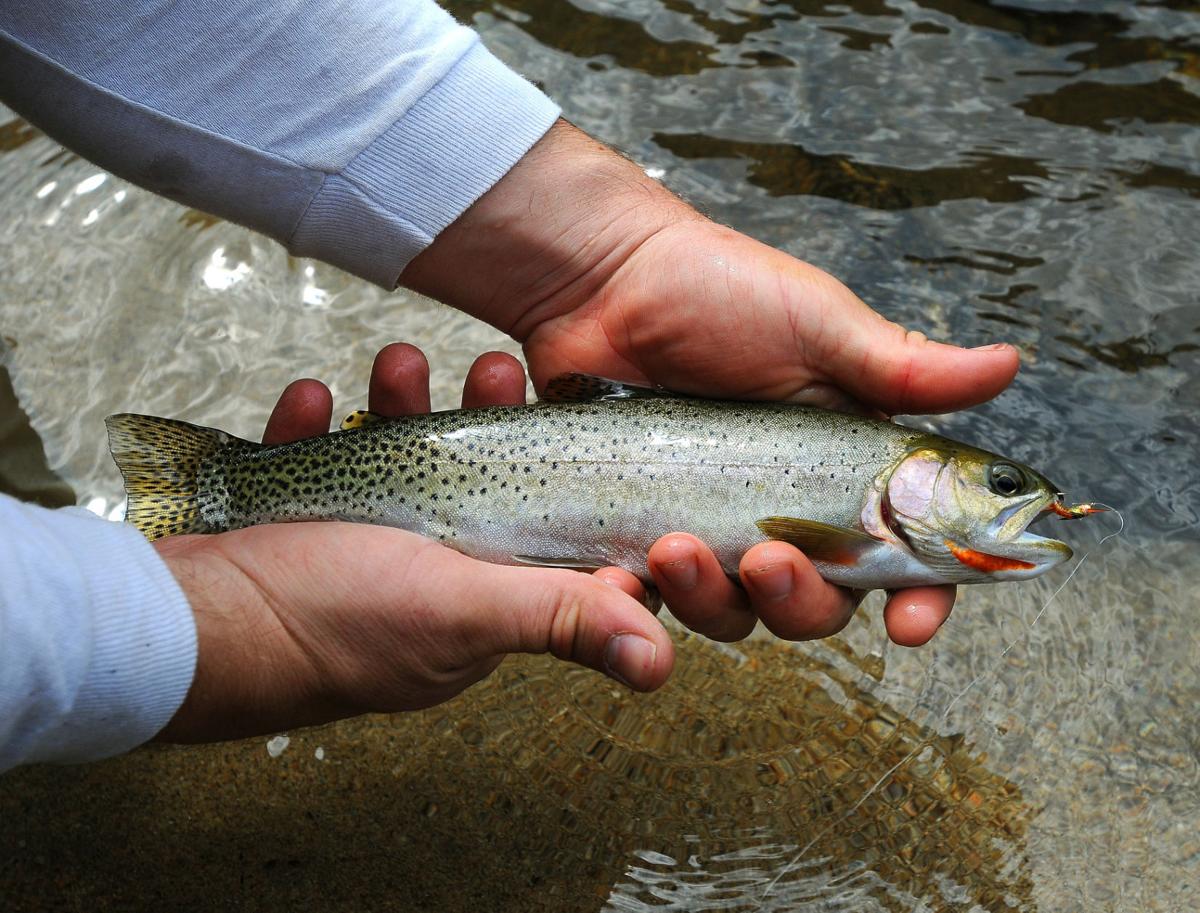 Study finds Montana cutthroat trout holding own against rainbows
