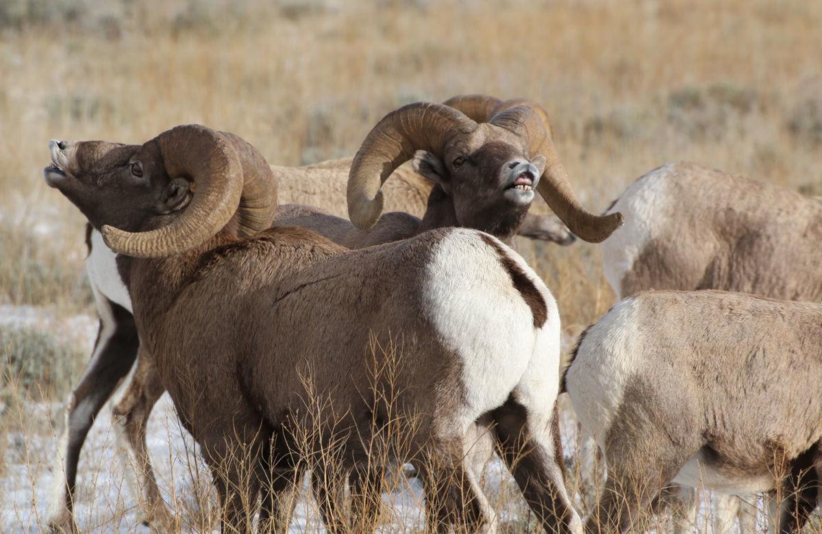 Bighorn sheep