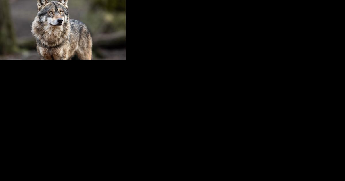 FWP seeks comments to guide preparation of new wolf management plan - Vimarsana News