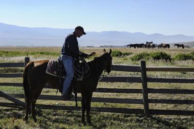 Rescued Helena Valley horses find purpose at Montana State Prison Ranch and Farm