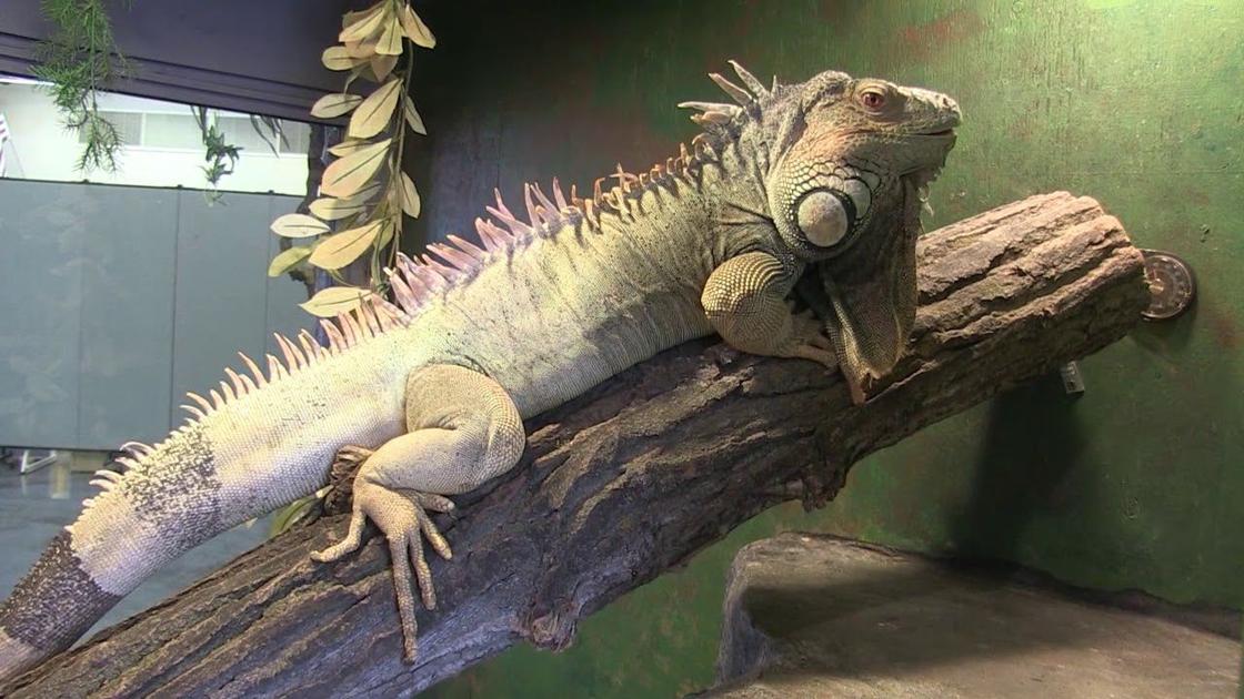 Video A new home for a growing iguana Outdoors