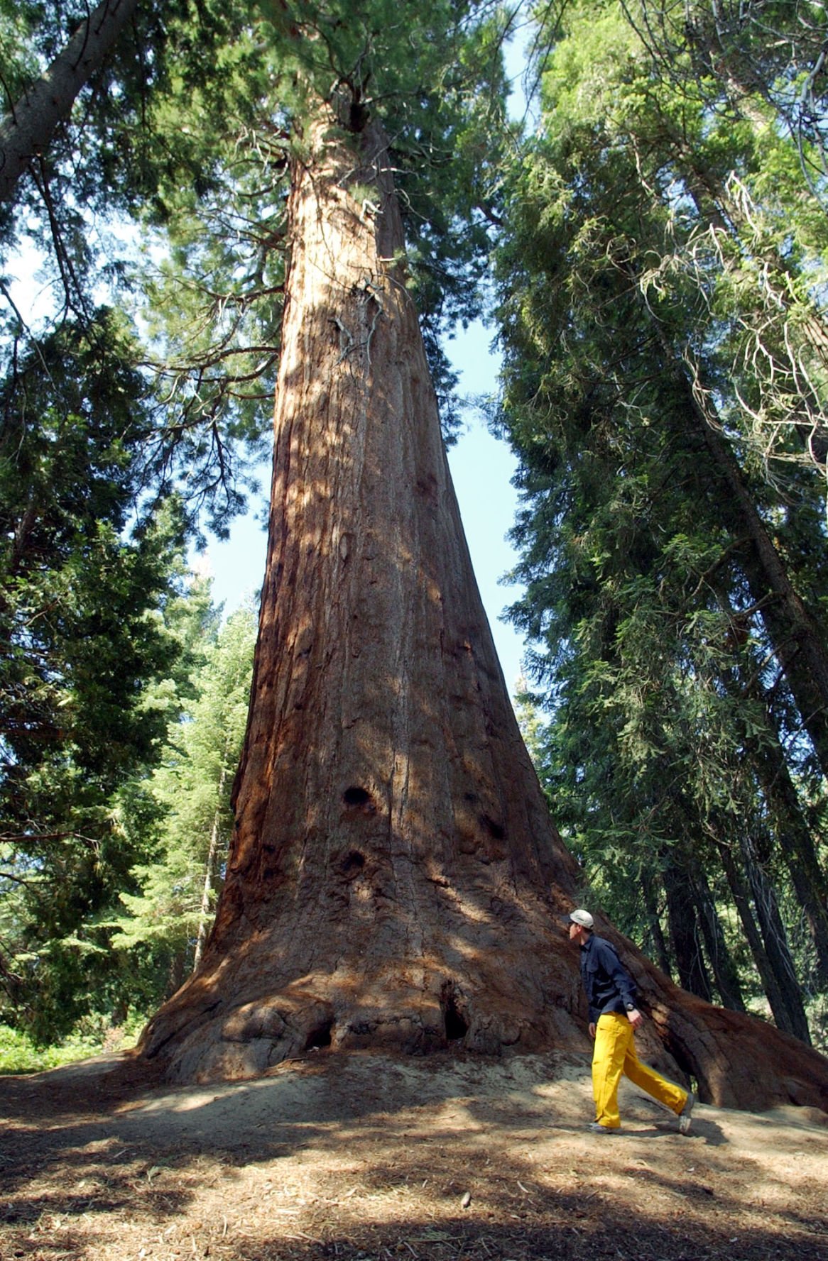 Photos Giant Sequoia National Monument State And Regional 