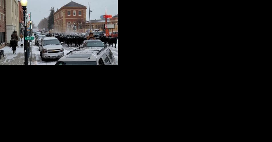 Udder chaos in Livingston: Local rancher moves his cattle through town the old fashioned way - Vimarsana News