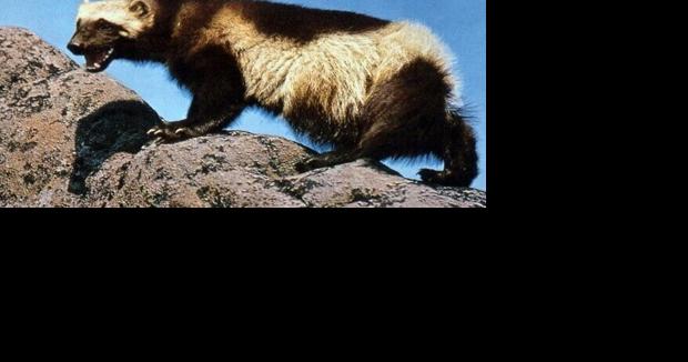 Fish, Wildlife & Parks to sue over wolverines - Vimarsana News