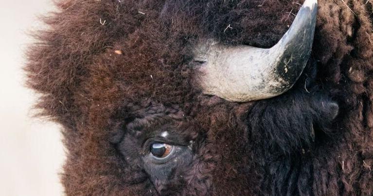 Montana Supreme Court orders DNRC to conduct American Prairie environmental analysis
