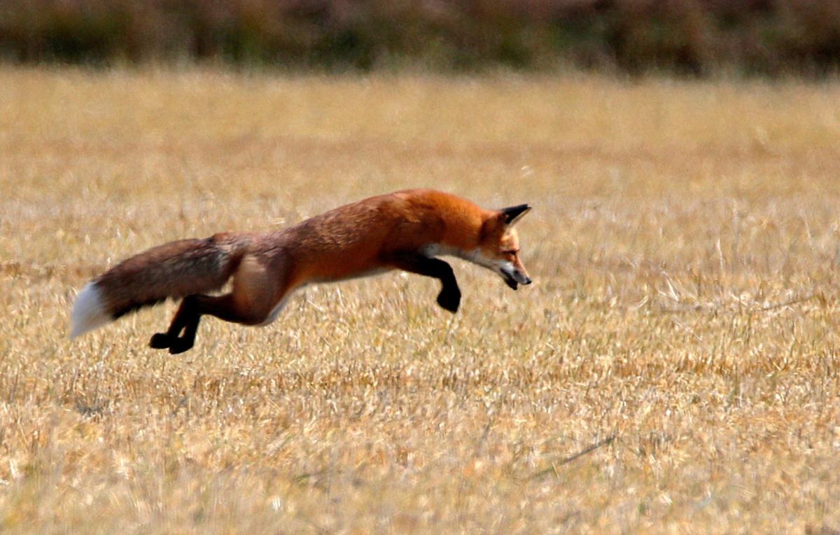 Photos Foxes hunt for a meal along busy Billings road Outdoors