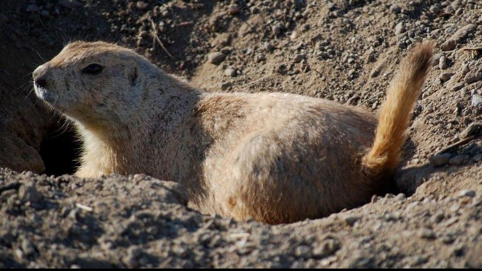 Trump Jr.'s prairie dog hunt in Montana prompts backlash State & Regional