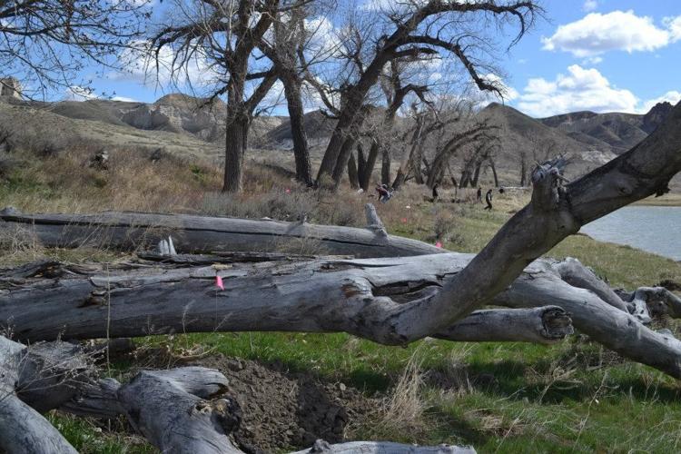 Group replacing aging cottonwoods along Wild and Scenic Missouri River