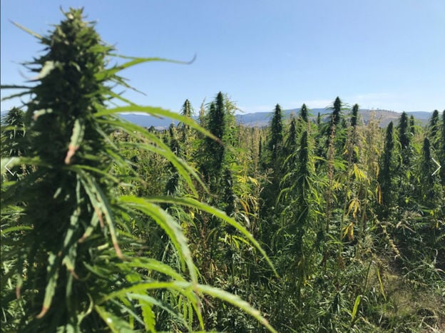 Bitterroot Hemp Co-op plants seeds for new Ag industry