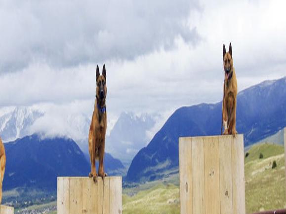 Livingston Couple Breeds Trains Guard Dogs For A Price State