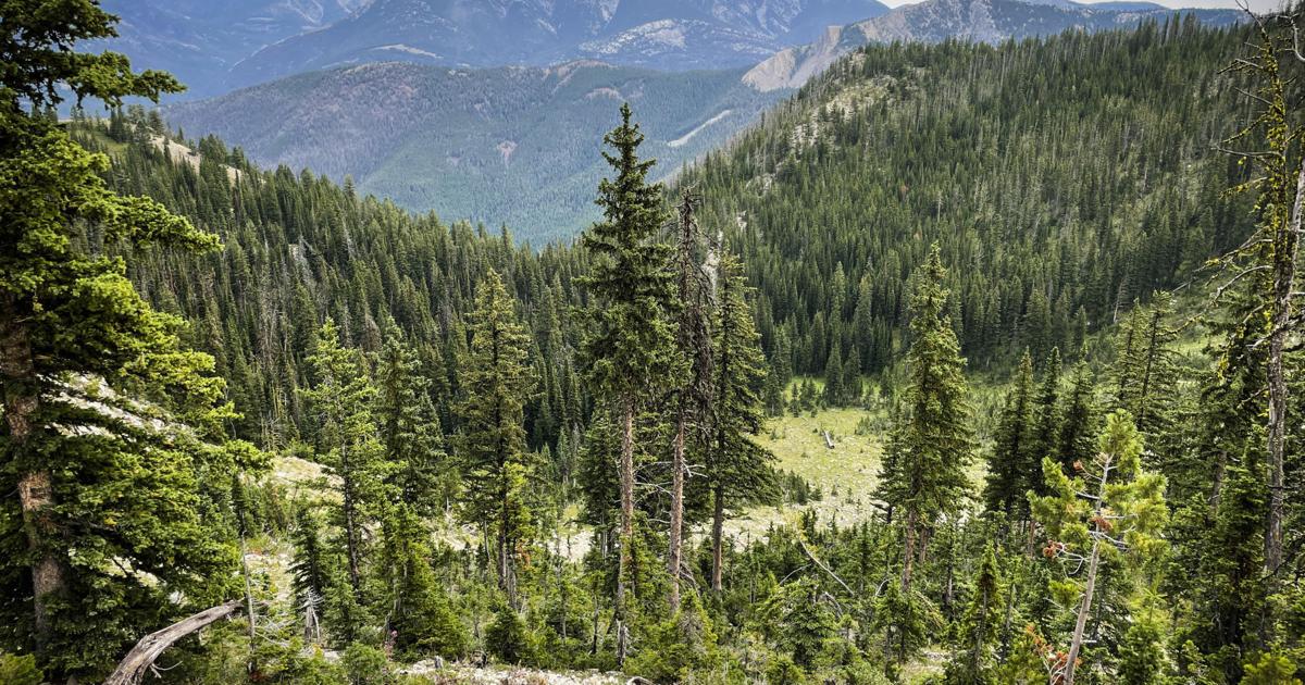 Usfs Forest Conservation groups, USFS reach settlement on forest project