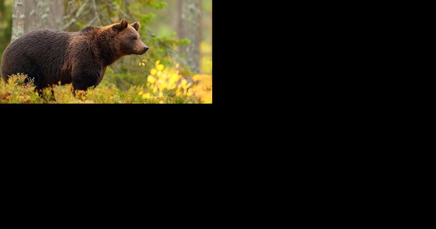 State sets traps for Bitterroot grizzlies - Vimarsana News