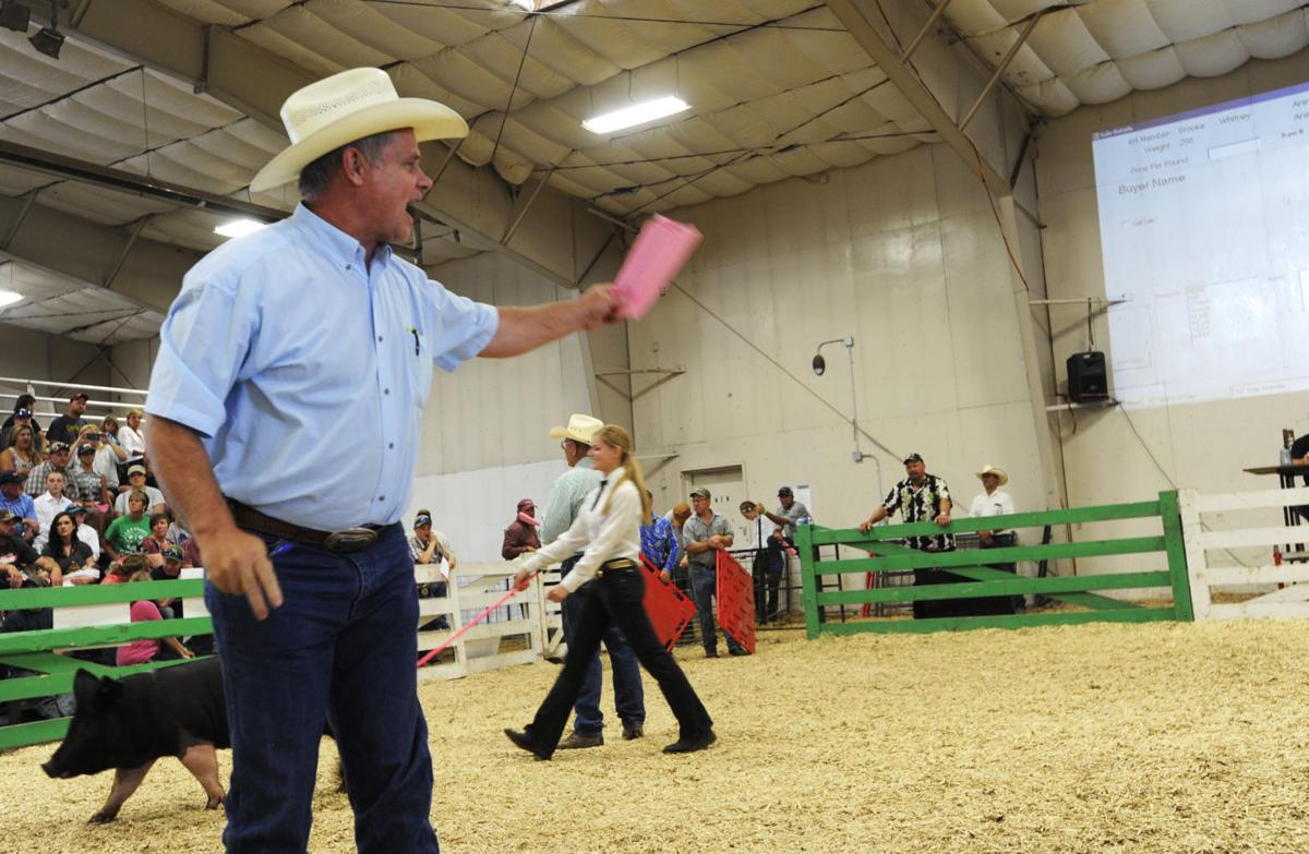 Culmination of Last Chance Stampede and Fair After a year of work, 4H youth auction livestock