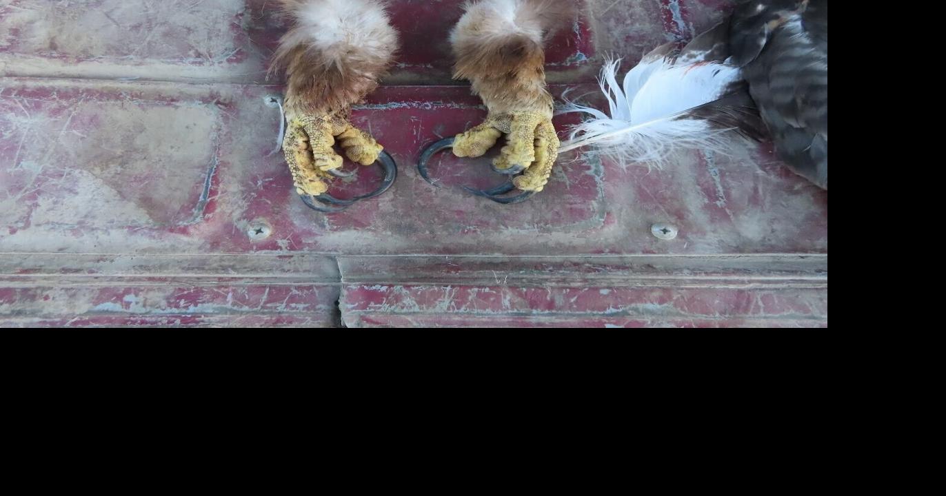 Texas man given probation for buying poached Flathead eagle parts