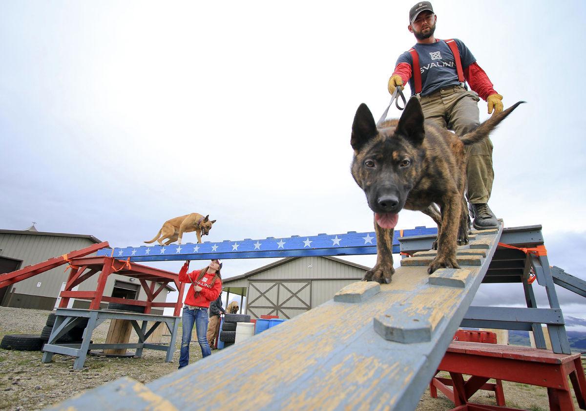 Livingston Couple Breeds Trains Guard Dogs For A Price State