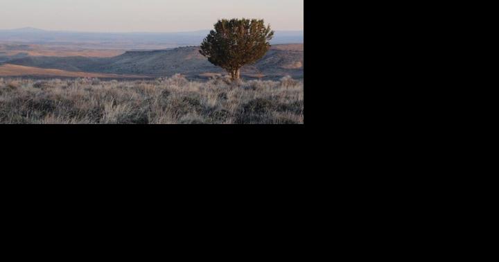 $1M in funding awarded to preserve Montana sagebrush ecosystems - Vimarsana News