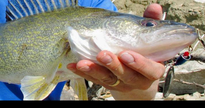 FWP says no evidence walleye native to Montana, will continue review