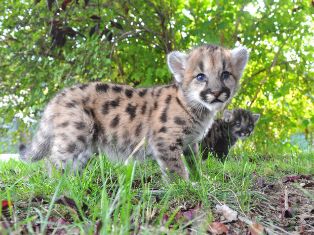 mountain lion ohio