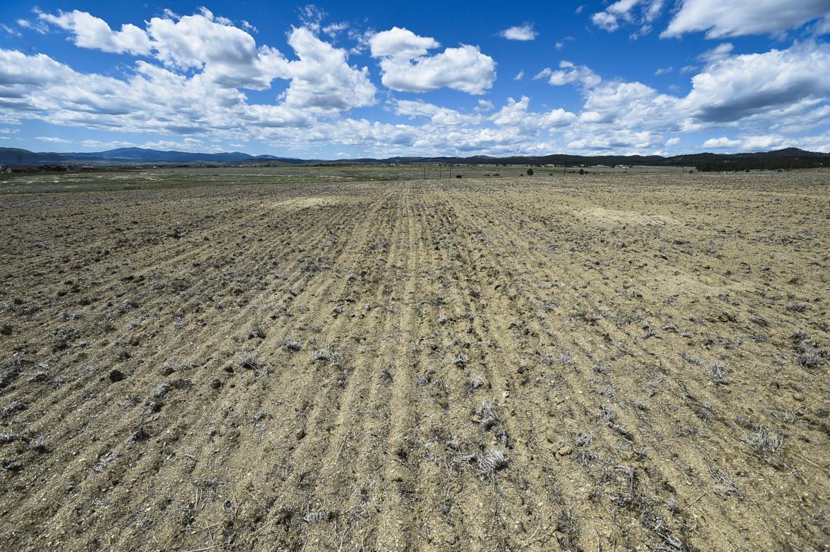 Kim Phillips’s dry field in the Helena Valley in 2017