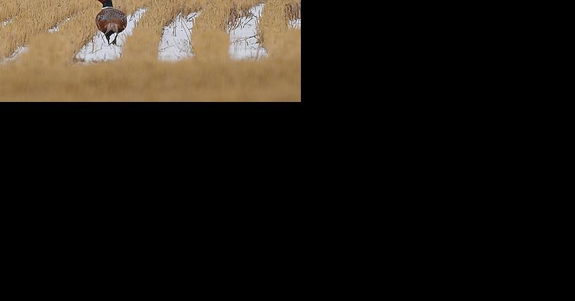 Nonresident bird hunters crowding NE Montana; bill would reduce pressure, supporters say - Vimarsana News