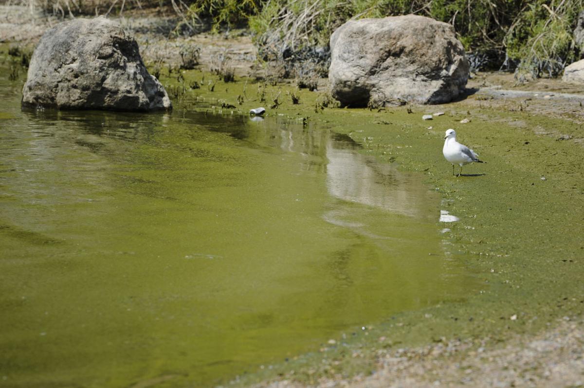 Potentially harmful bluegreen algae reported in Helena reservoirs