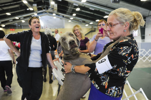 Creature Comforts: Competitors At Helena Dog Show Share Tips For ...