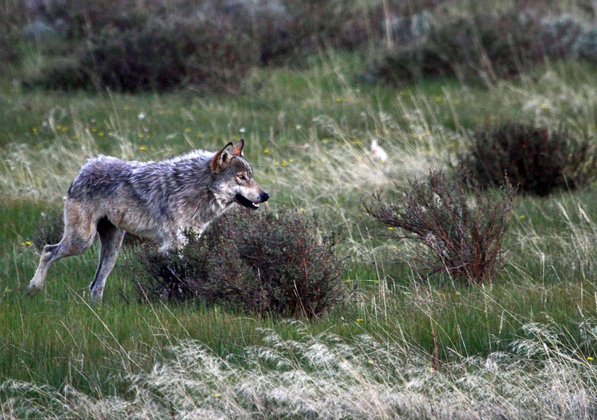 Montana could study of economic costs, benefits of wolves, grizzlies