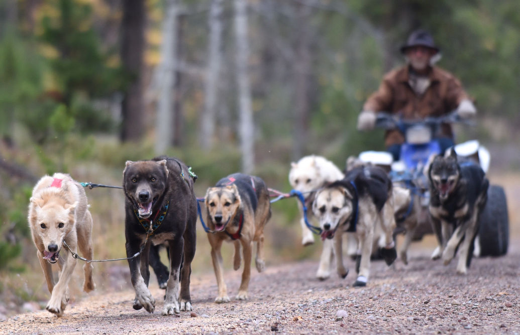 Sled dog mushers gear up for race season by training at Seeley Lake