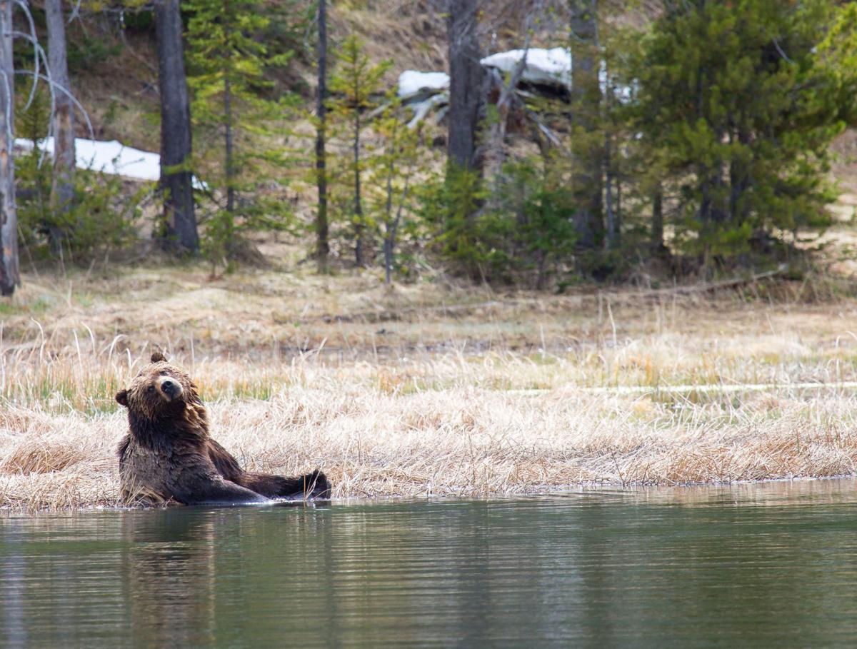 Grizzly bear soaking in a wetland