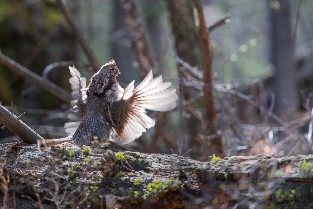 Montana's mountain grouse offer long seasons in high country