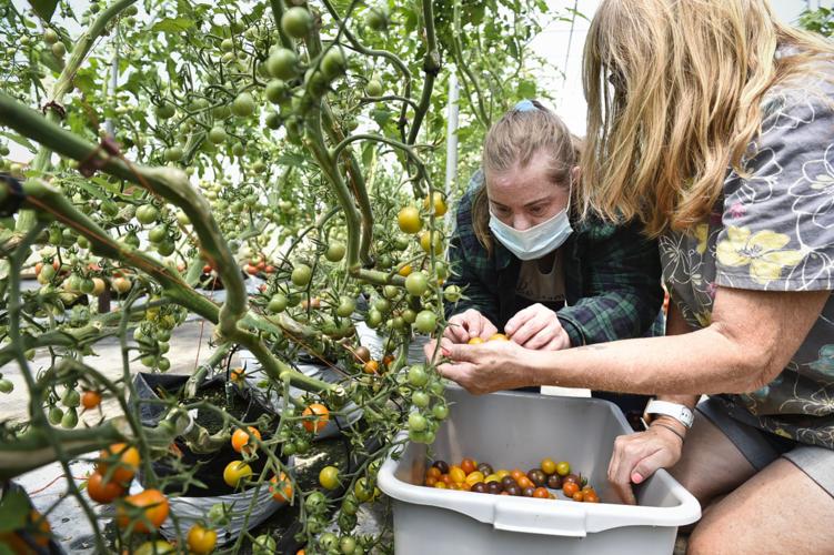 West Mont client Susie Hull, center, works with Lisa Gadaire in the greenhouse at the West Mont farm on Friday