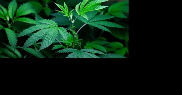 Guns or marijuana, but not both - Vimarsana News