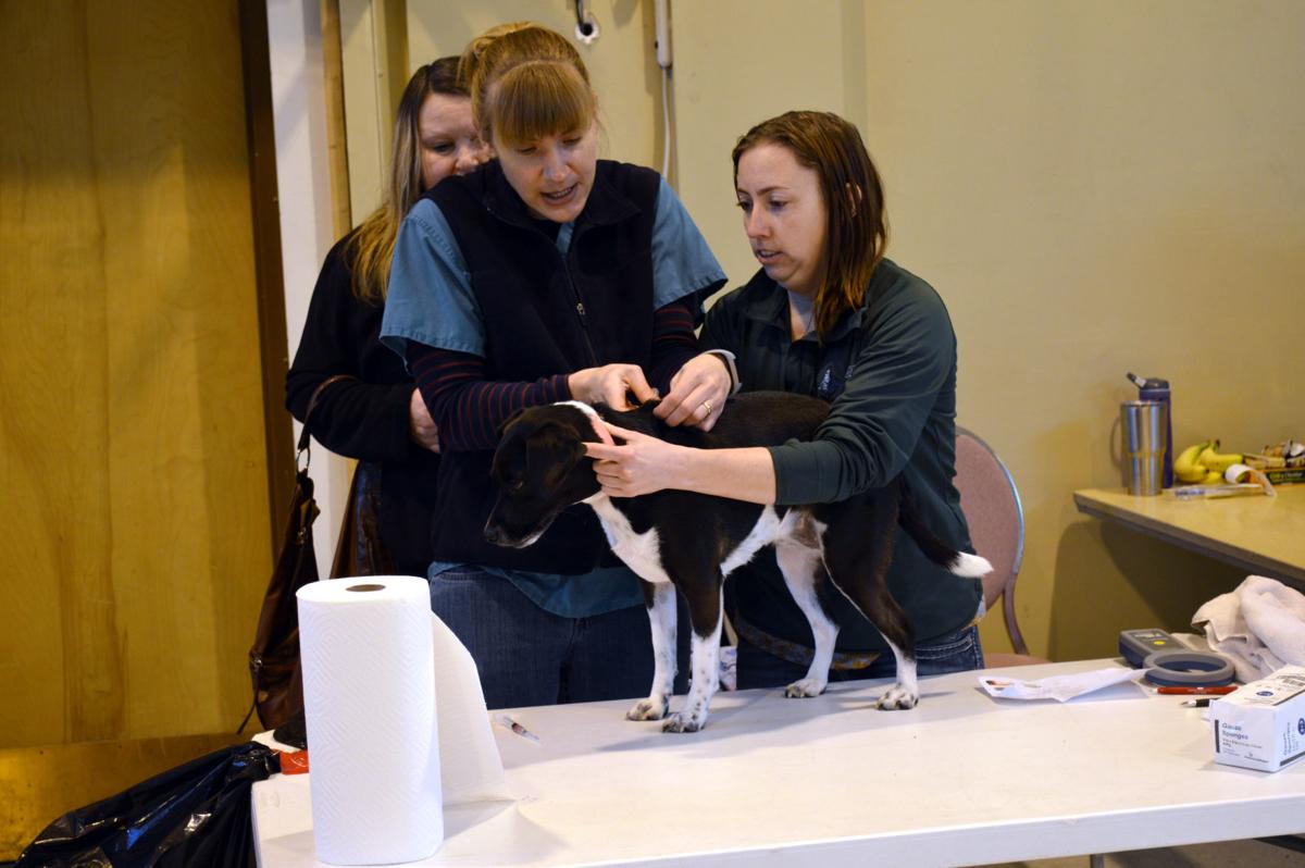 Humane Society clinic offers lowcost vaccines, microchips Local