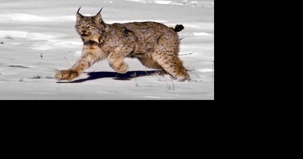 Montana delegation responds to 'cottonwood decision' regarding endangered species - Vimarsana News
