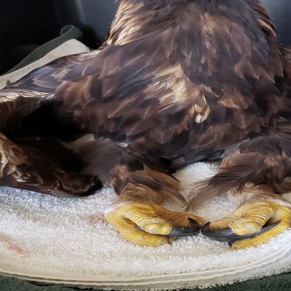 Lead Poisoning Kills Golden Eagle Hunters Adapting