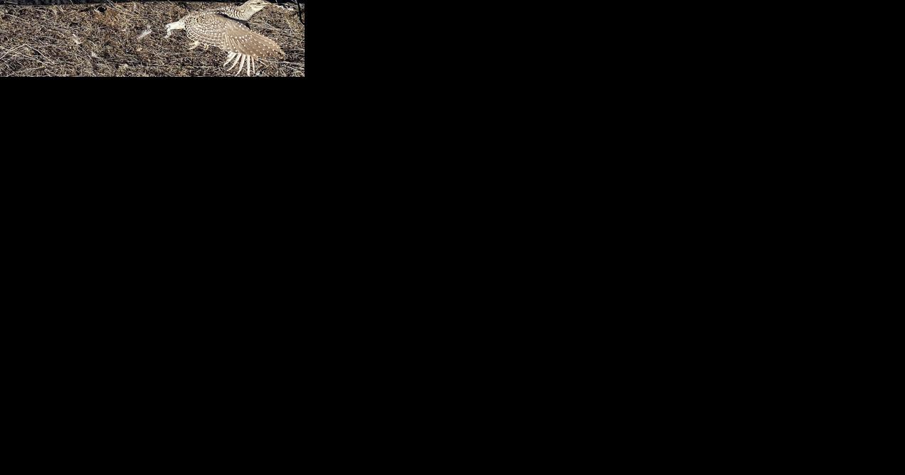 New sharp-tailed grouse study will launch drones - Vimarsana News