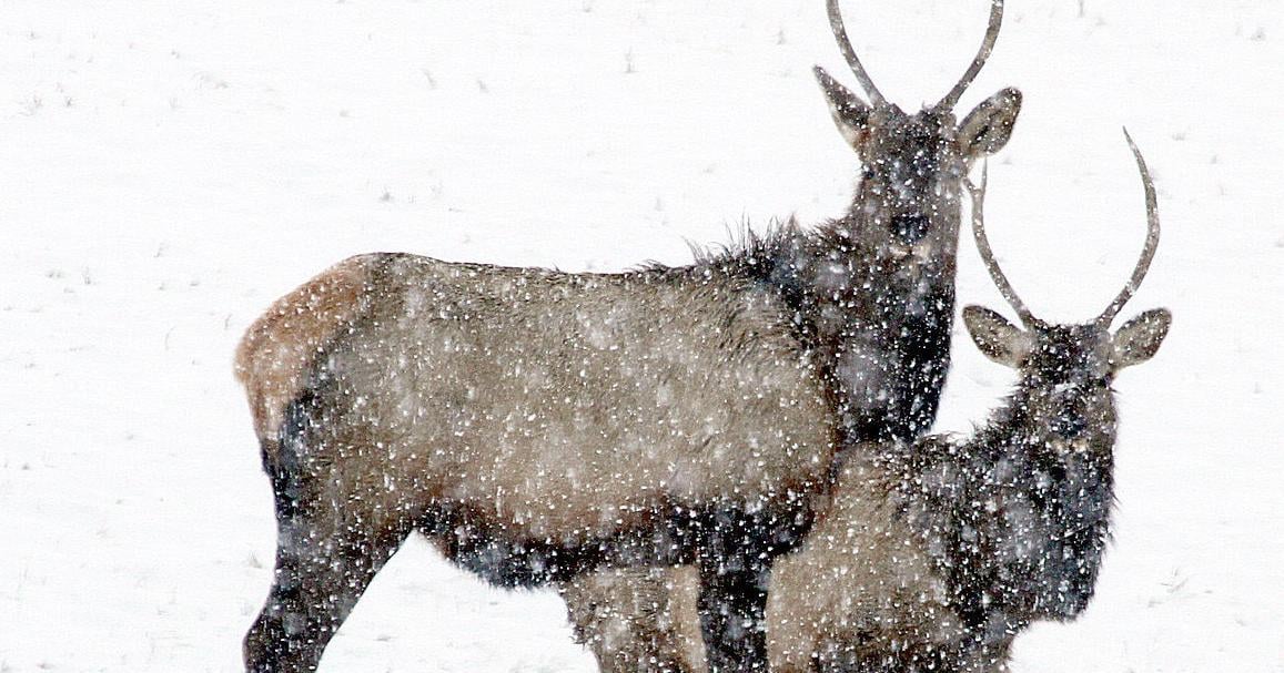 Advisory group recommends Montana elk hunters choose weapon, season - Vimarsana News