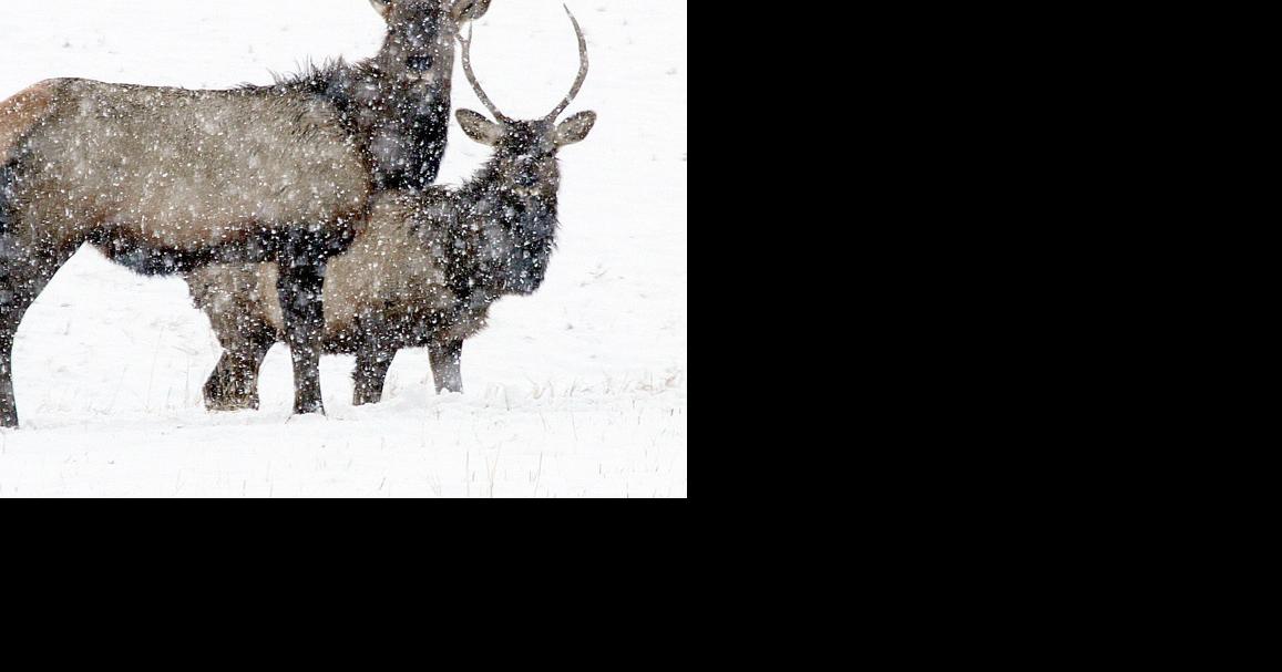 Advisory group recommends Montana elk hunters choose weapon, season
