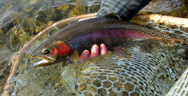 Record number of trout in Missouri River