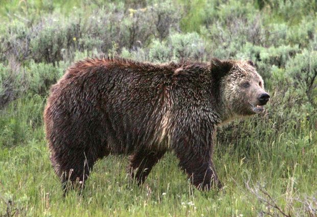 grizzly bear