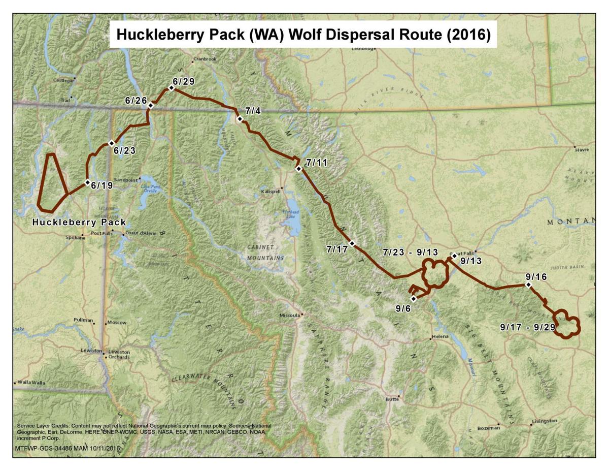 700-mile wolf dispersal