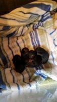 Four otter pups born at ZooMontana