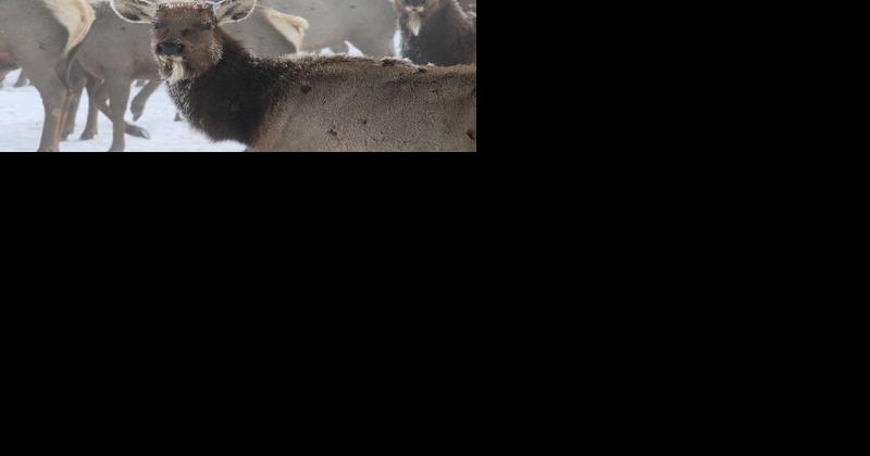 Forest seeks comments on reauthorizing 2 Wyoming elk feedgrounds - Vimarsana News
